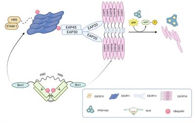 Insights into the function of ESCRT and its role in enveloped virus infection
